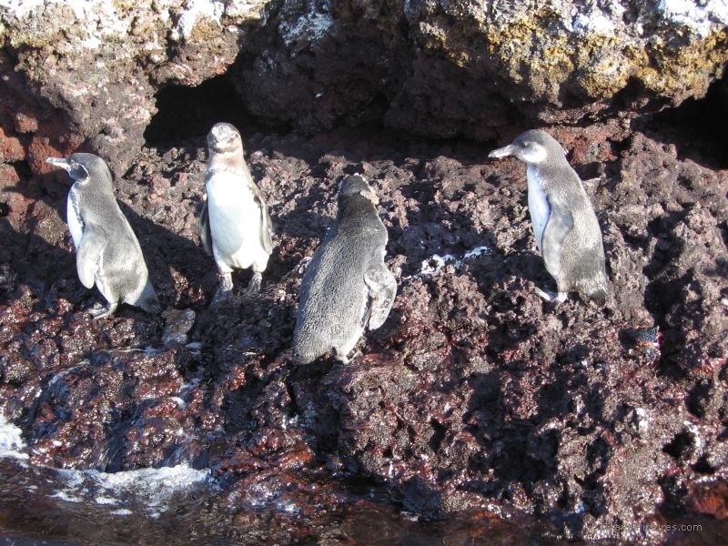 penguin Galapagos penguins